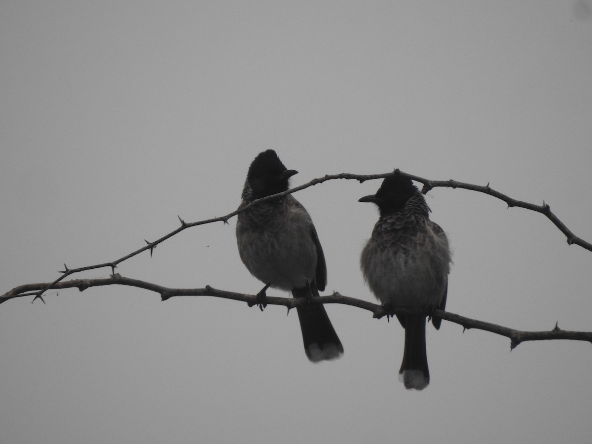 Red-vented Bulbul - ML629856692