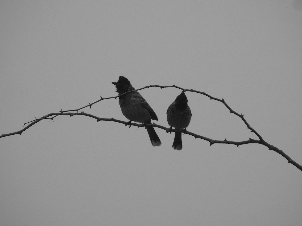 Red-vented Bulbul - ML629856693