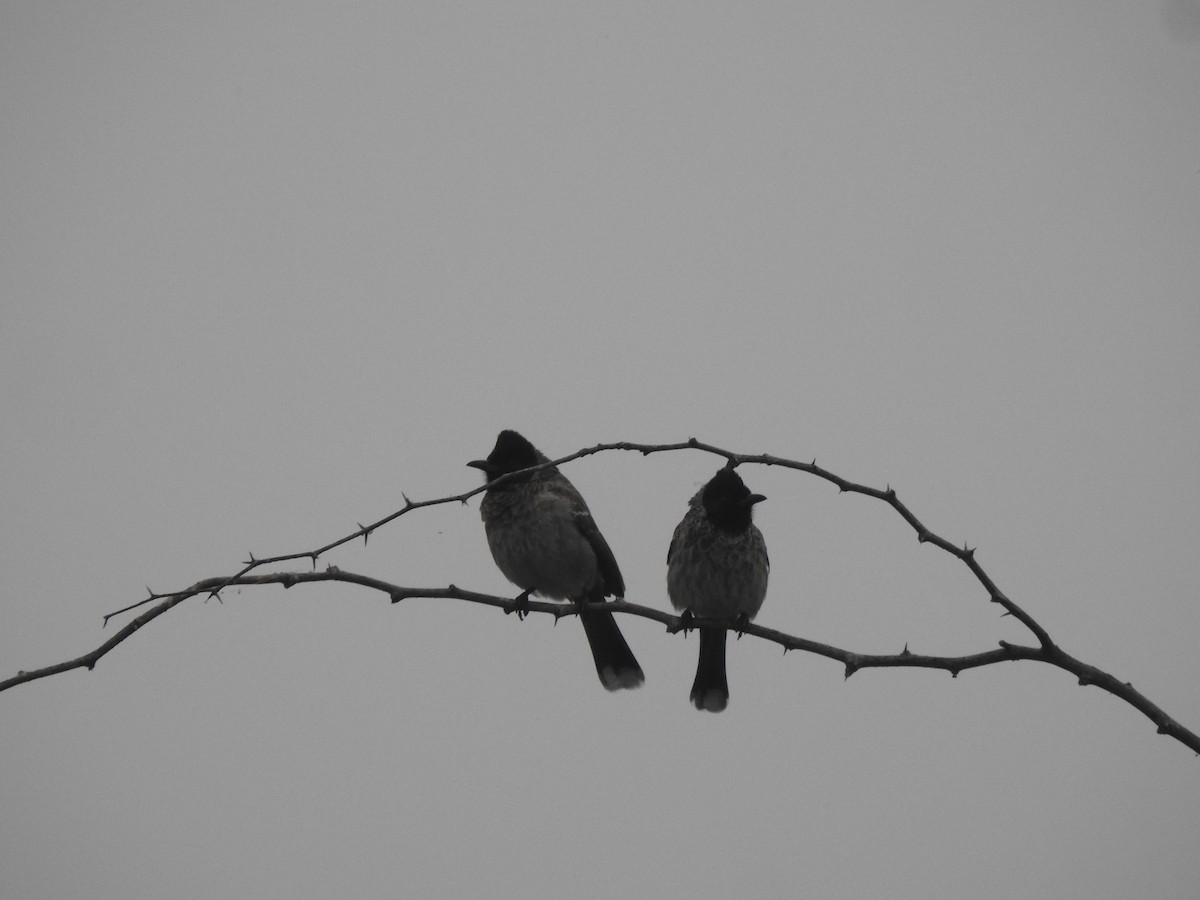 Red-vented Bulbul - ML629856695