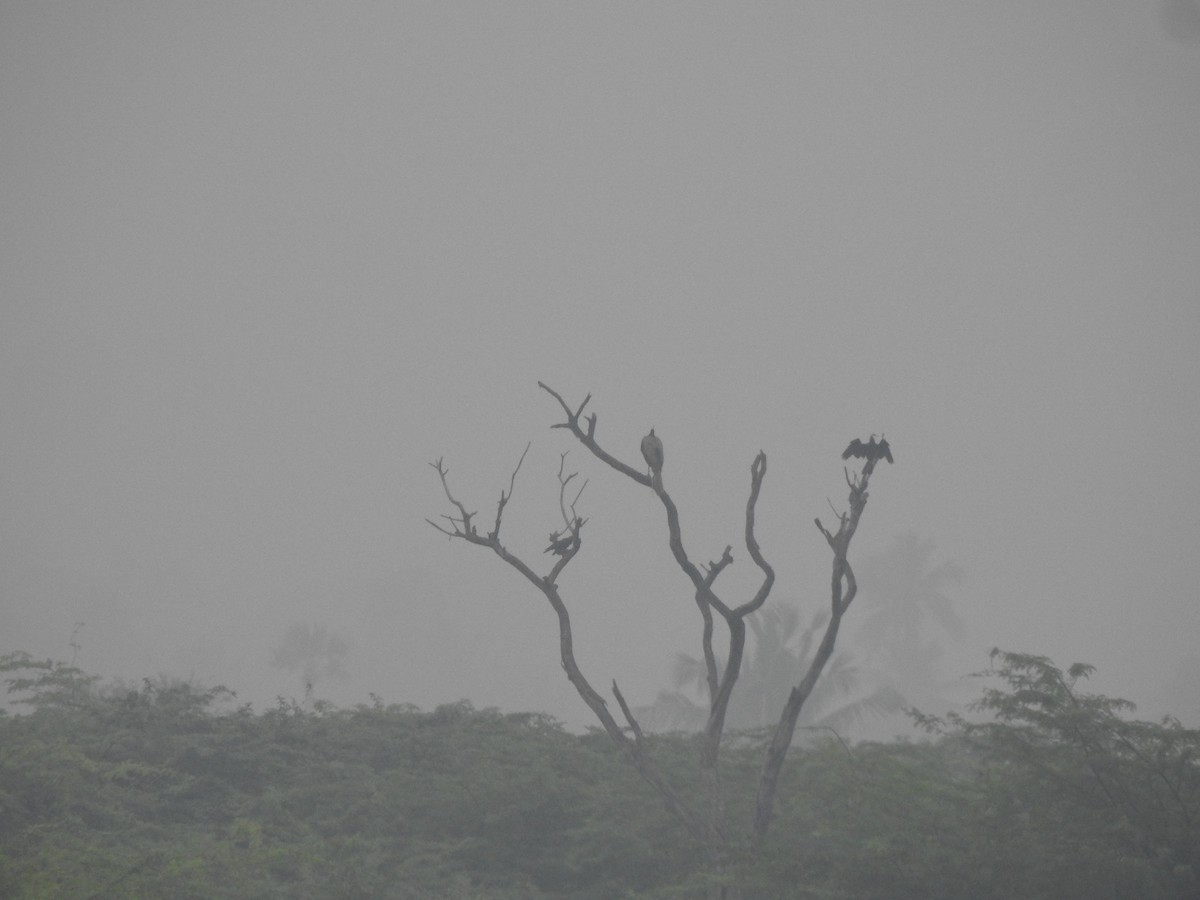 Oriental Darter - ML629856707