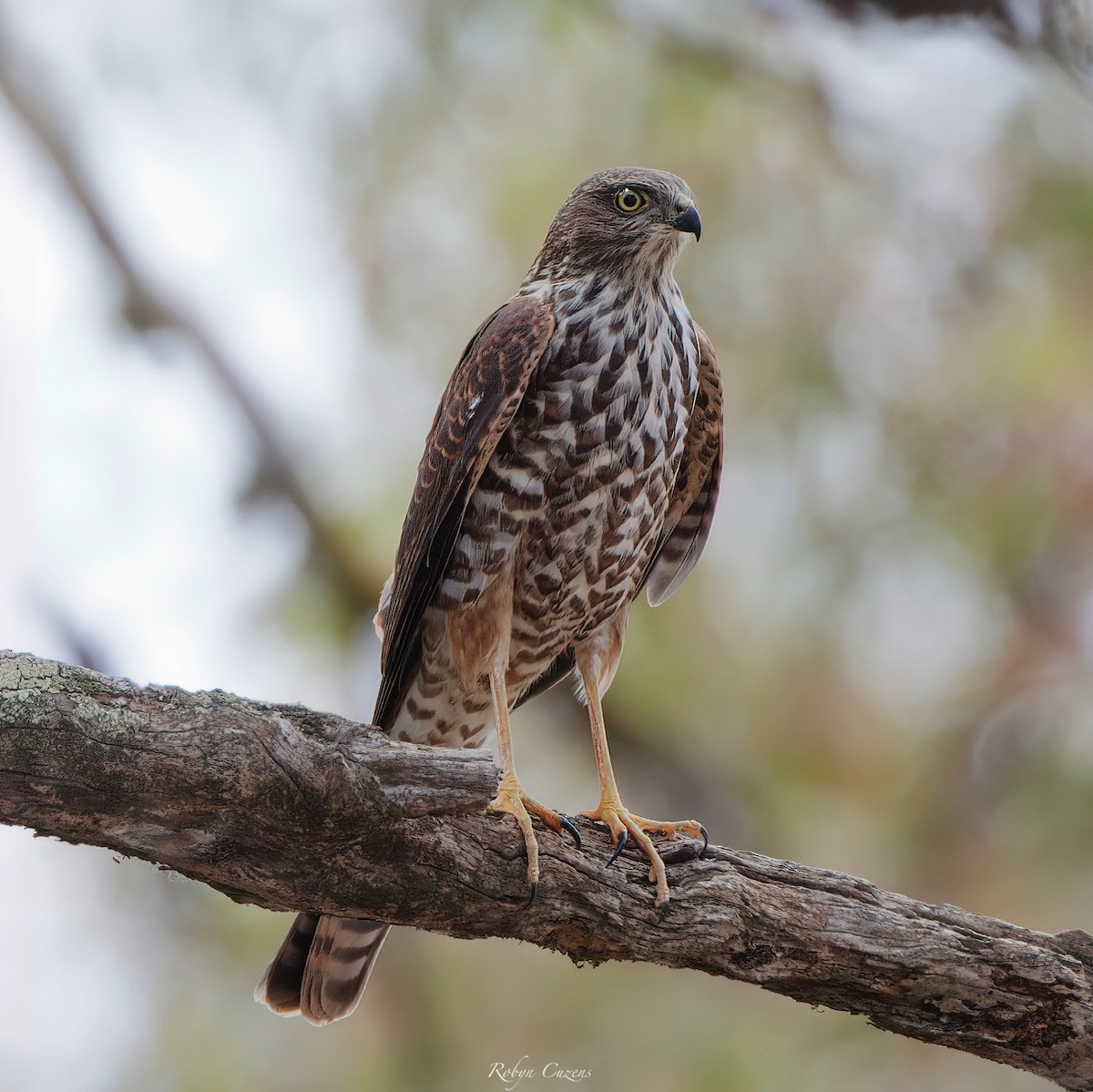Collared Sparrowhawk - ML629856754