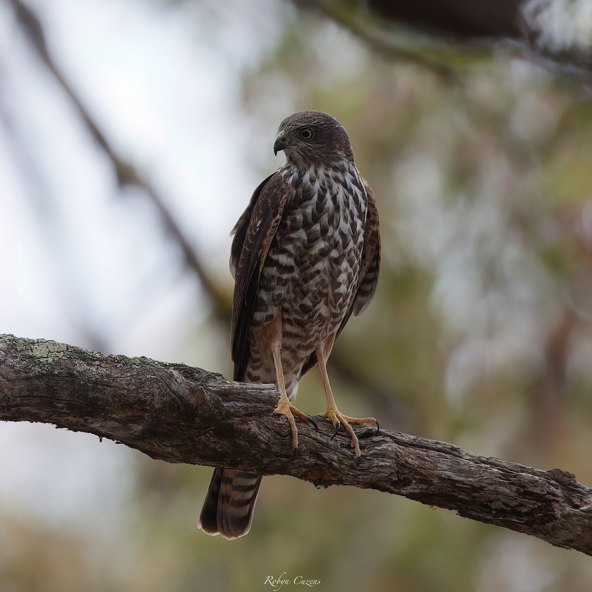 Collared Sparrowhawk - ML629856755