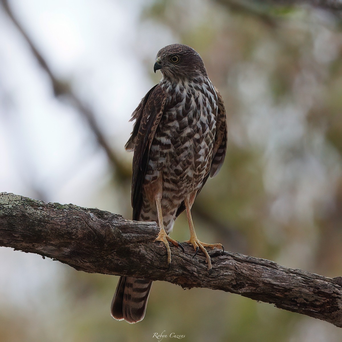Collared Sparrowhawk - ML629856756