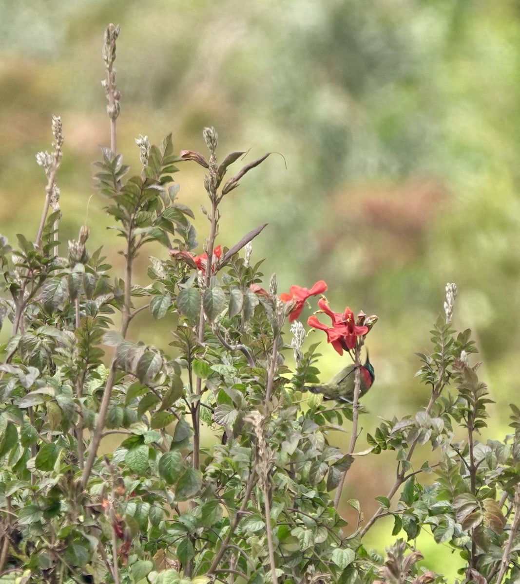 Forest Double-collared Sunbird - ML629856760
