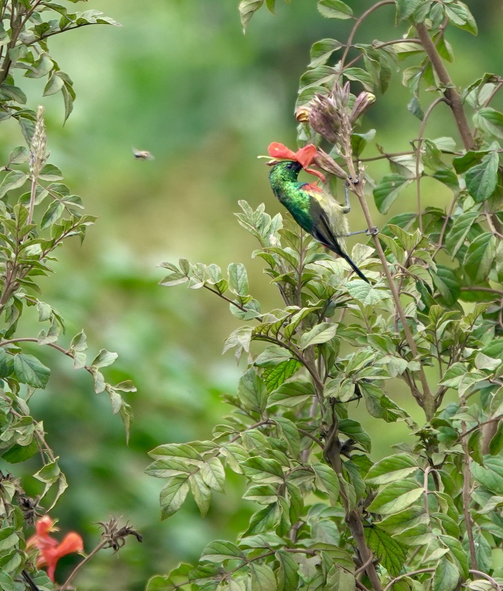 Forest Double-collared Sunbird - ML629856761