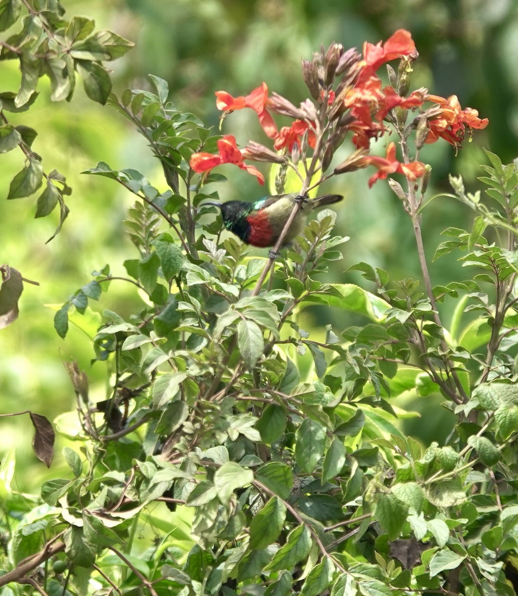 Forest Double-collared Sunbird - ML629856762