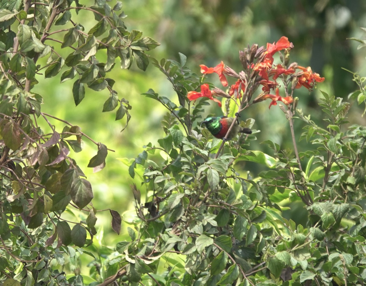 Forest Double-collared Sunbird - ML629856763
