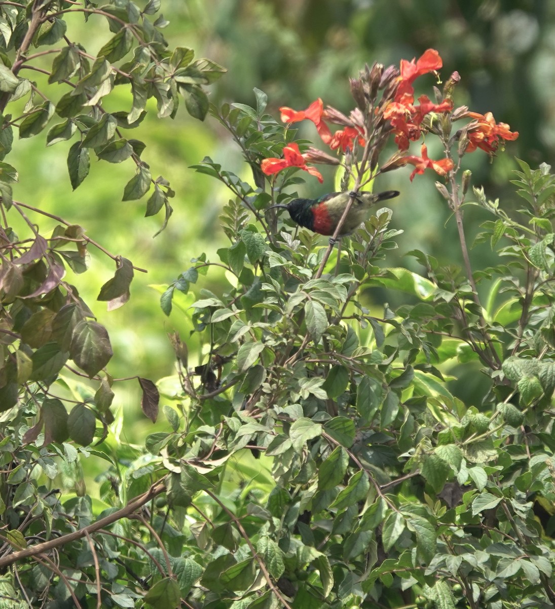 Forest Double-collared Sunbird - ML629856764