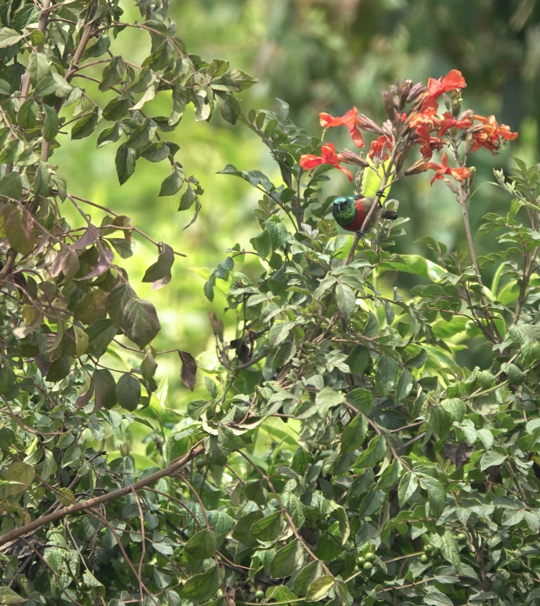 Forest Double-collared Sunbird - ML629856765