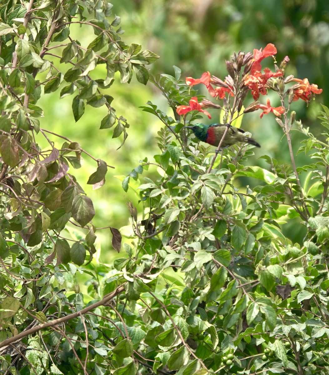 Forest Double-collared Sunbird - ML629856766