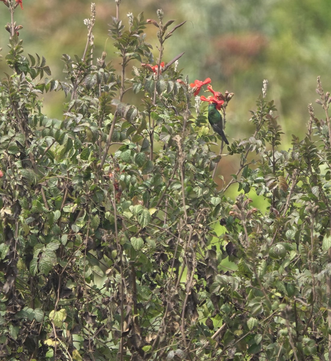 Forest Double-collared Sunbird - ML629856767