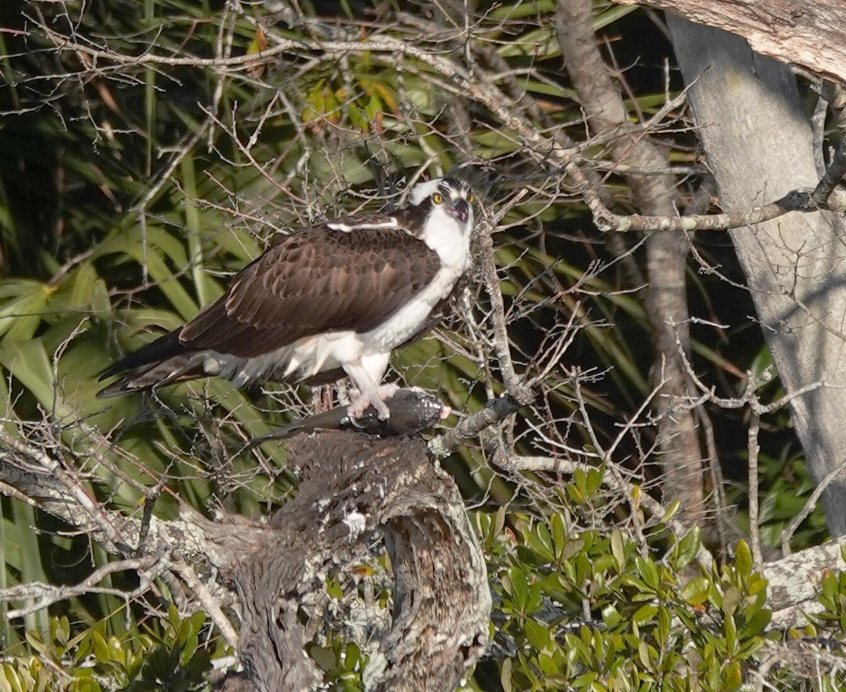 Osprey - ML629857250