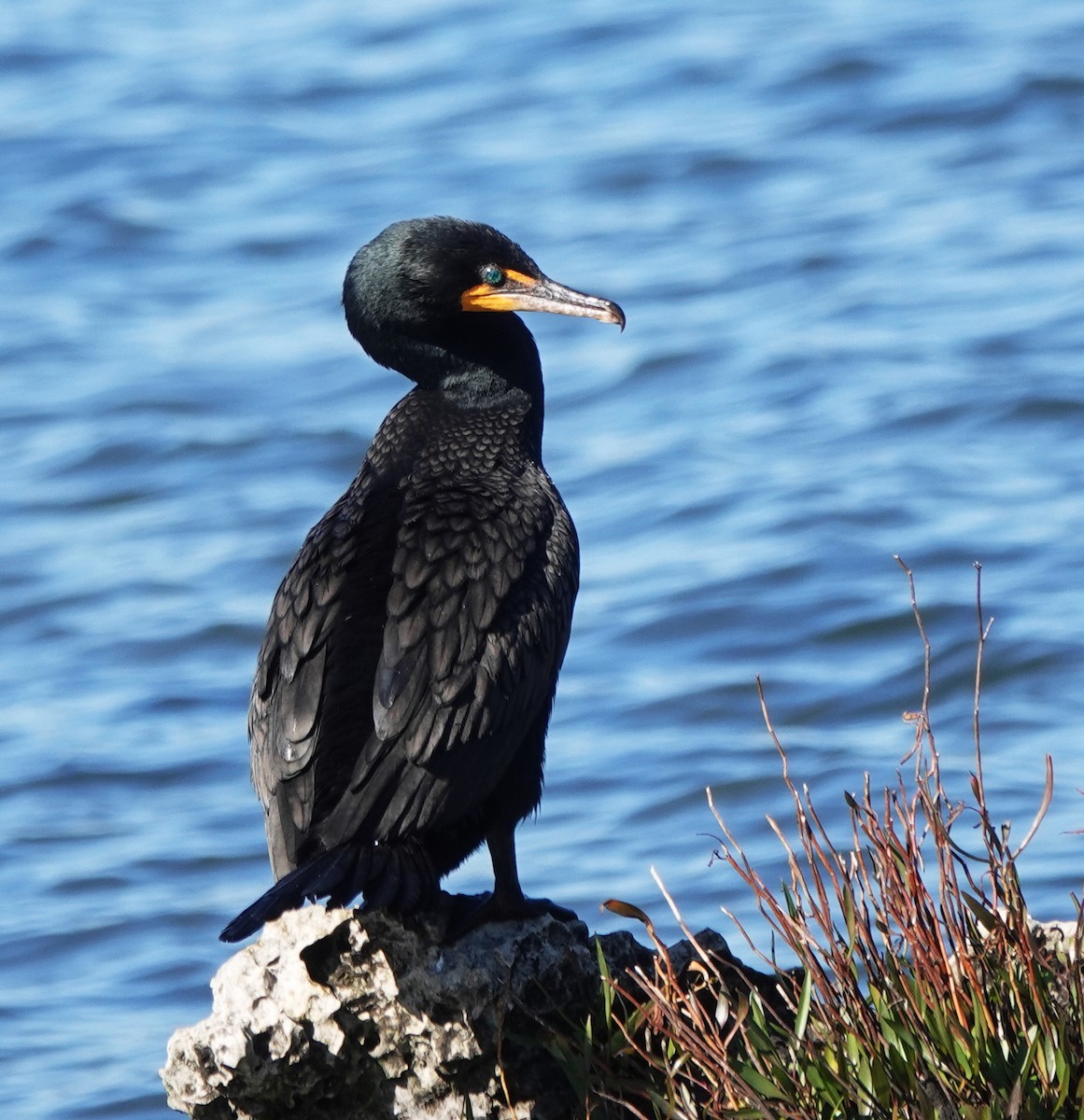 Double-crested Cormorant - ML629857375