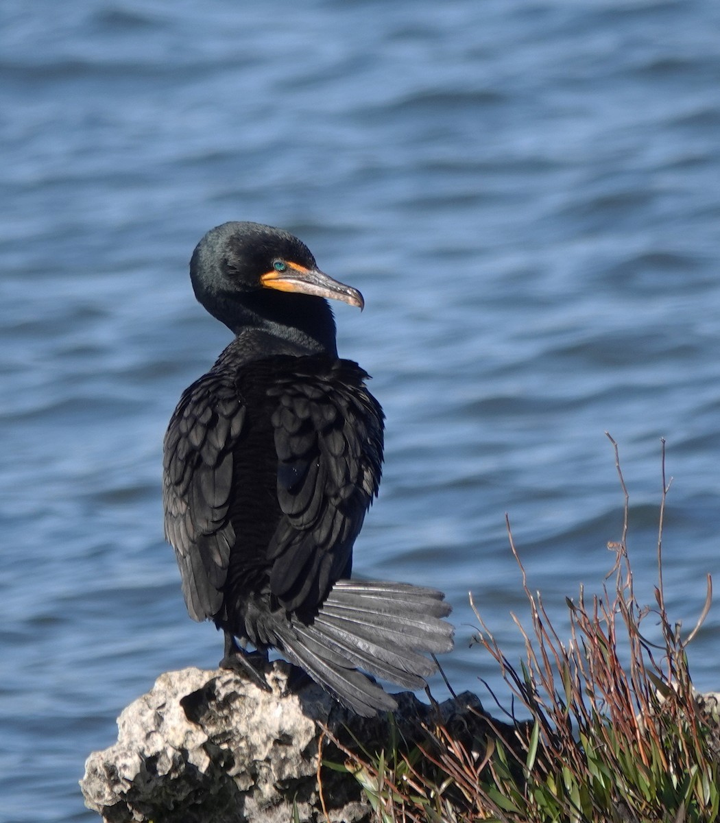 Double-crested Cormorant - ML629857384