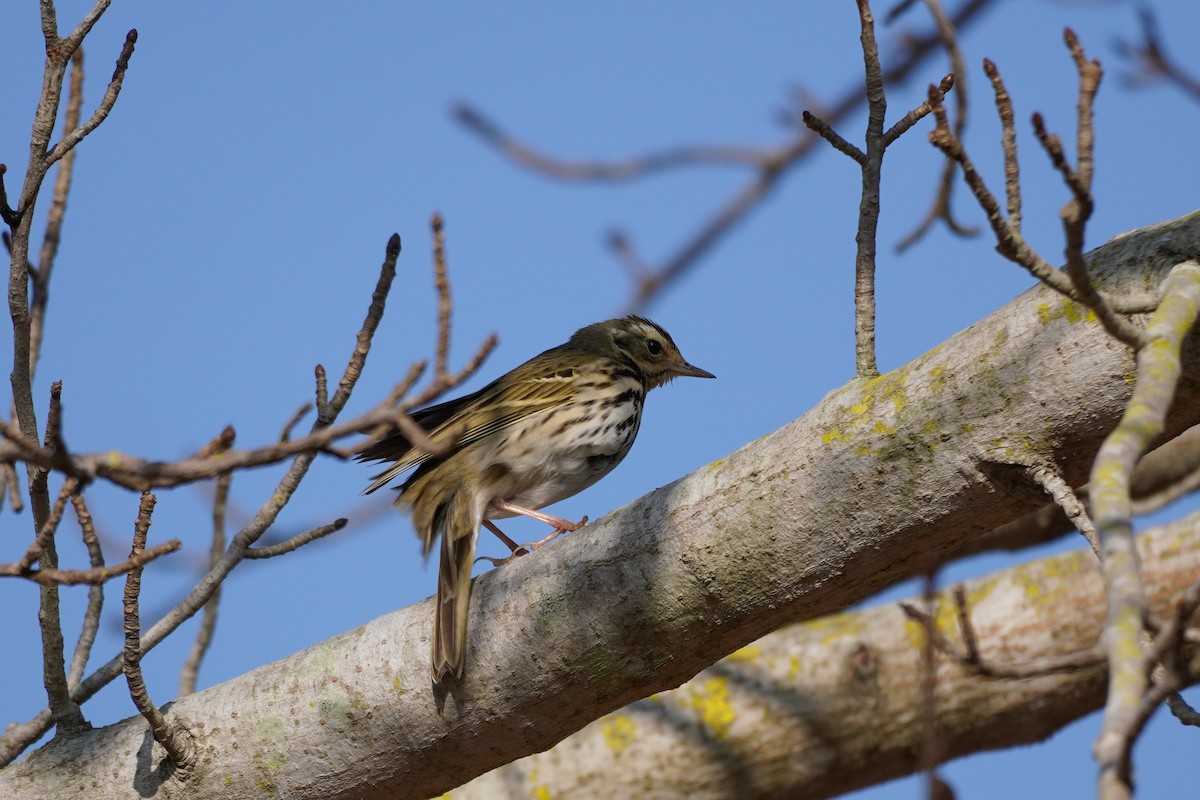 Olive-backed Pipit - ML629857393