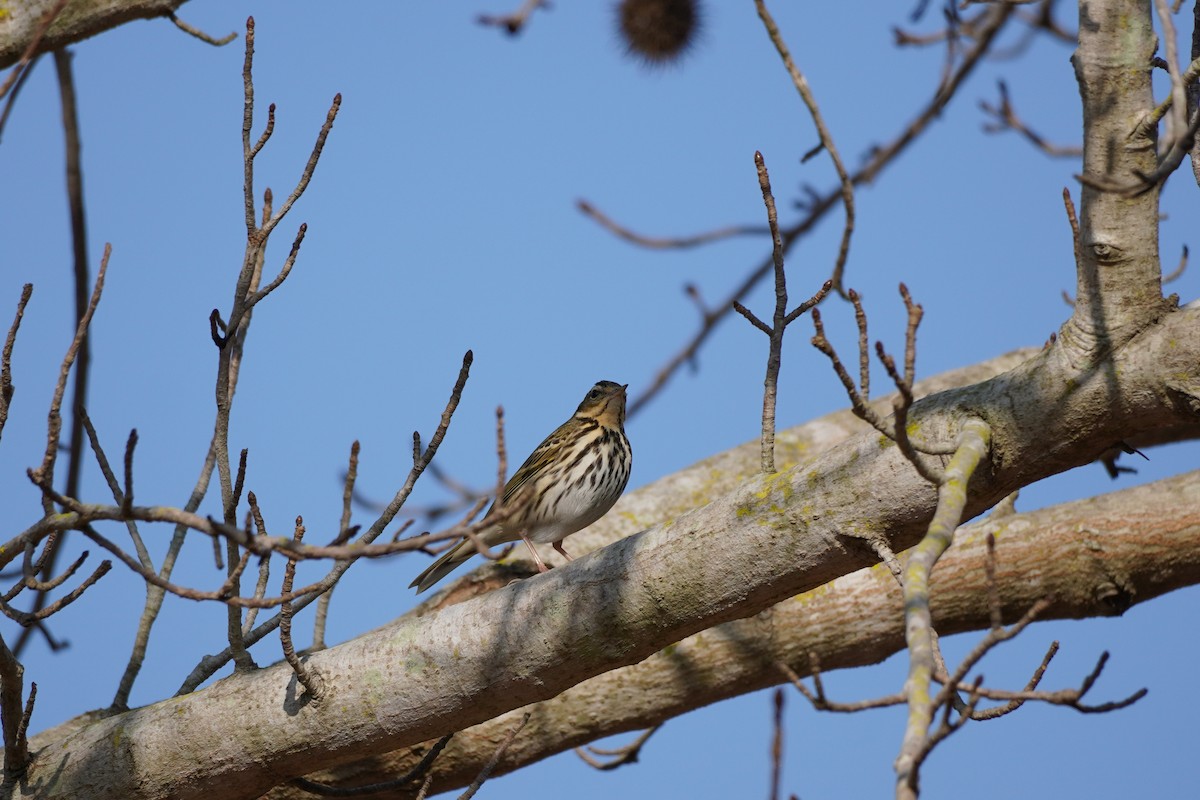 Olive-backed Pipit - ML629857394
