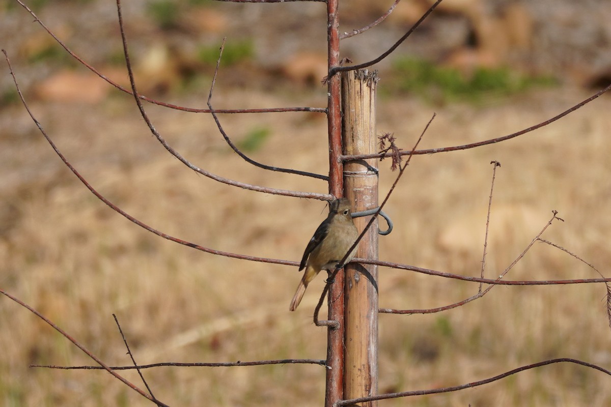 Daurian Redstart - ML629857396