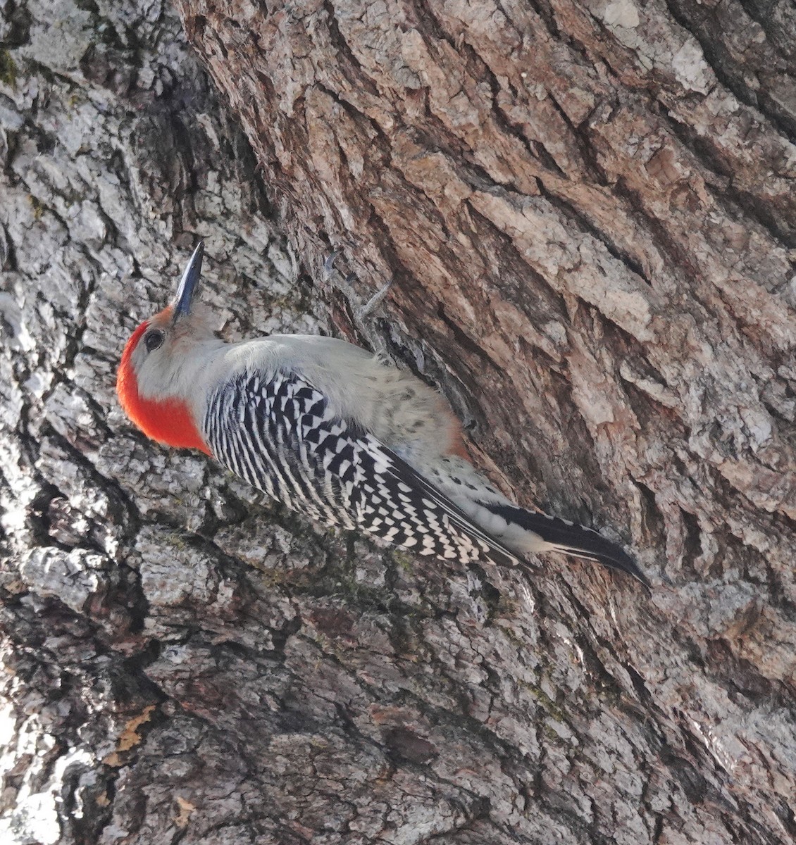 Red-bellied Woodpecker - ML629857405