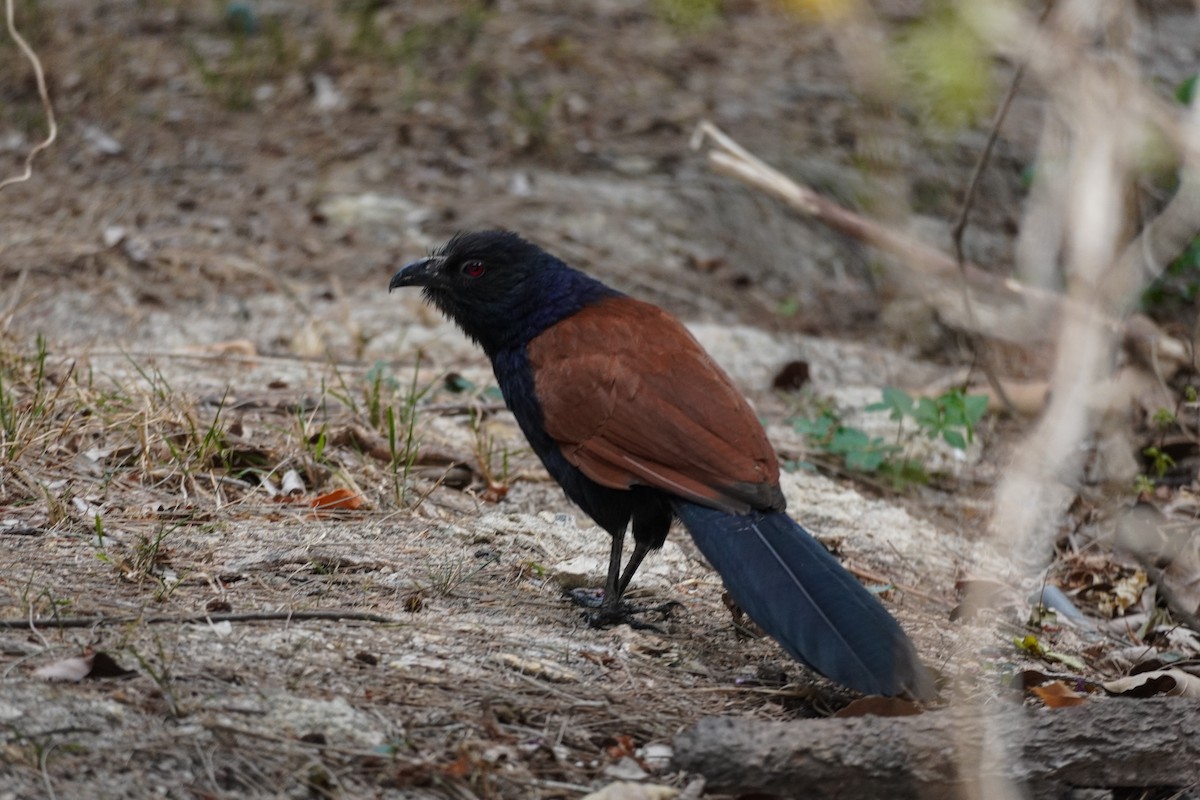 Greater Coucal - ML629857698