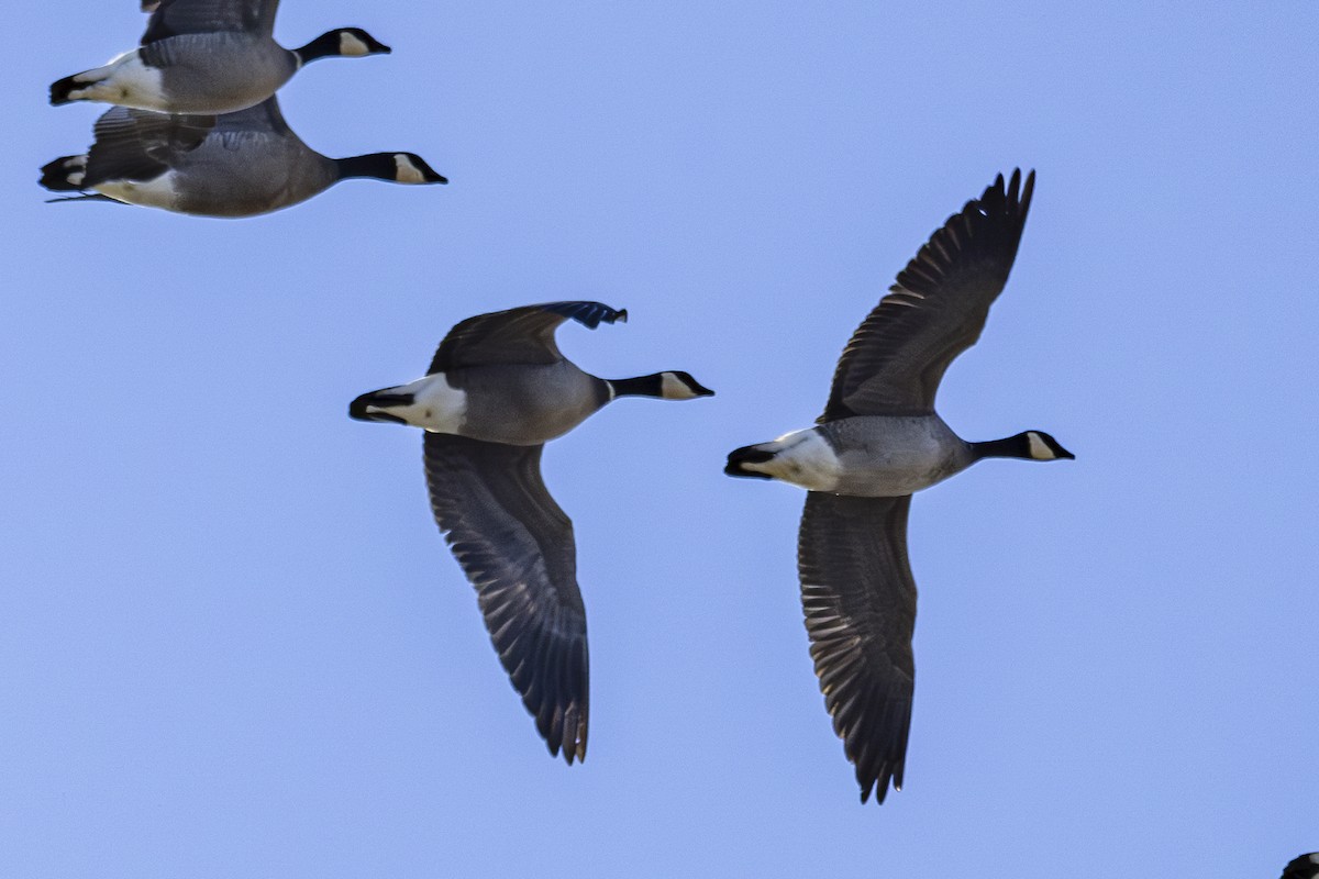 Cackling Goose - ML629857732