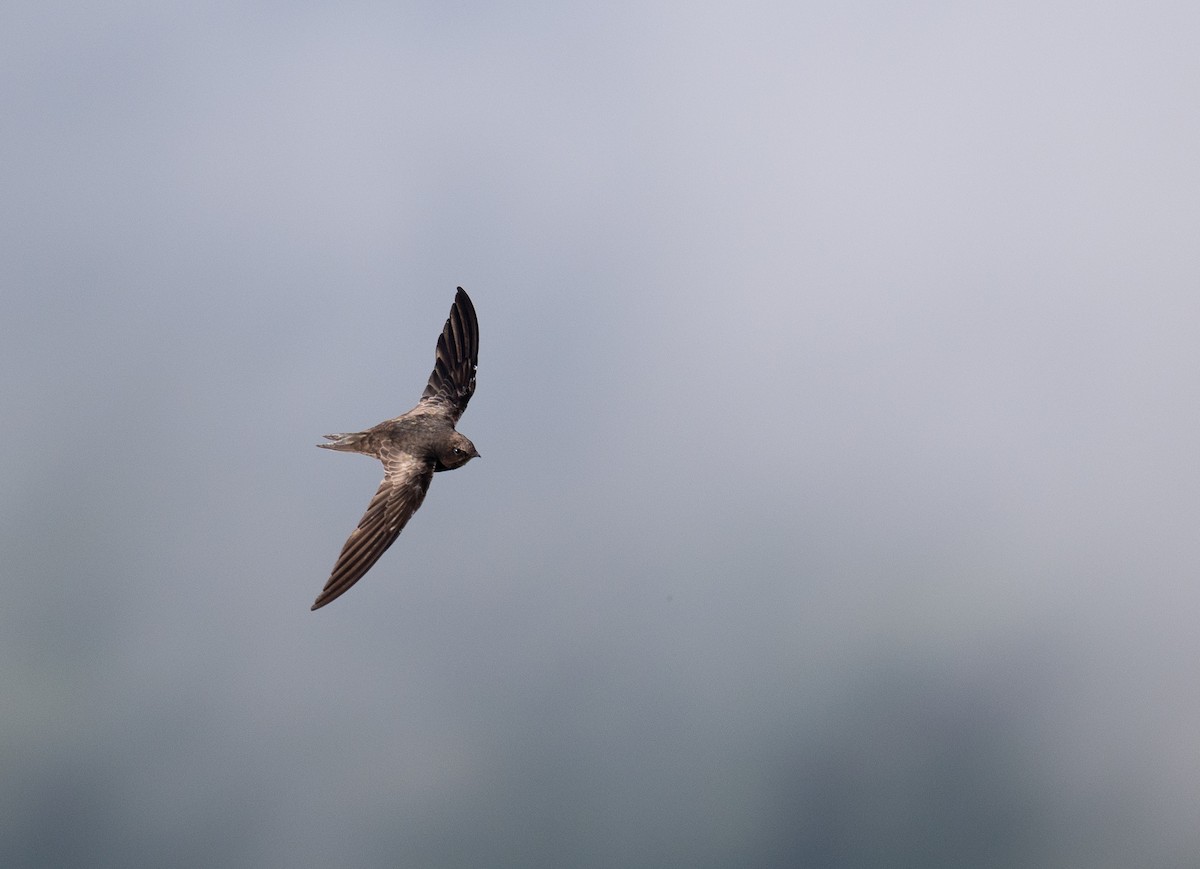 Mottled Swift - ML629857774