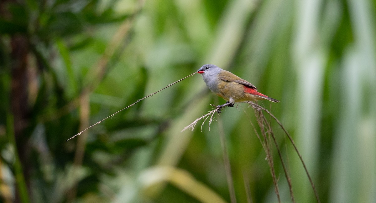 Yellow-bellied Waxbill - ML629857787