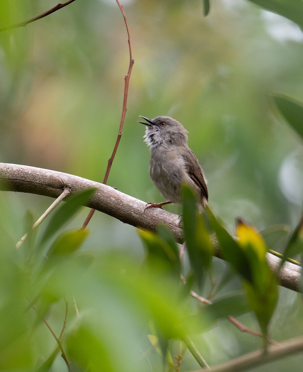 Roberts's Warbler - ML629857791