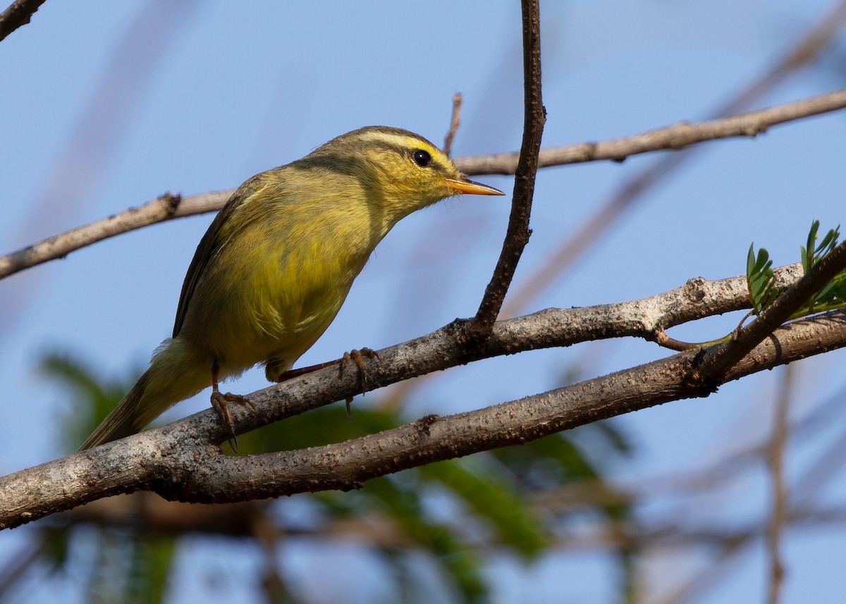 Tickell's Leaf Warbler (Alpine) - ML629857813