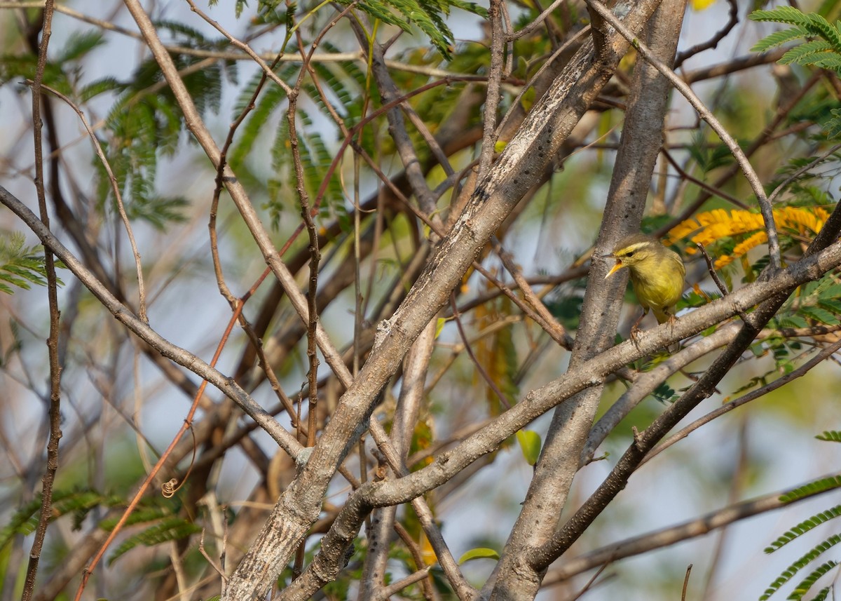 Tickell's Leaf Warbler (Alpine) - ML629857814