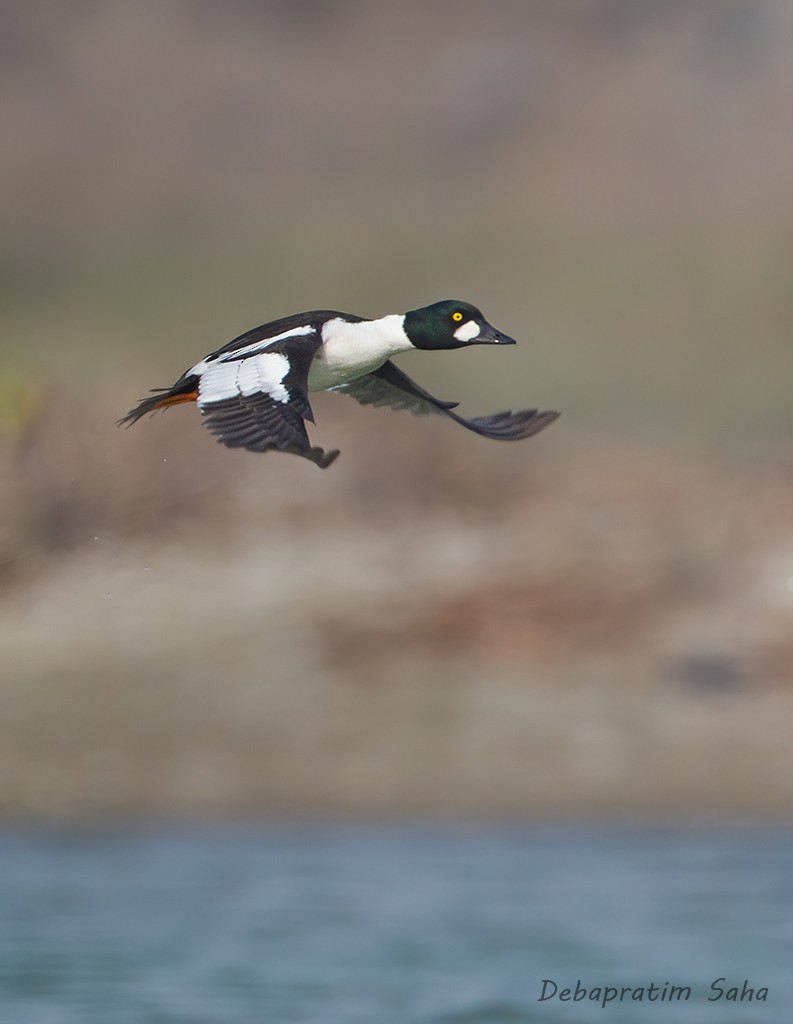 עבראש ירוק - ML629857824