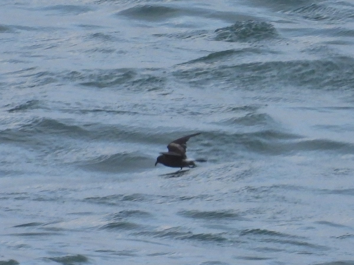 Leach's Storm-Petrel - ML629857977