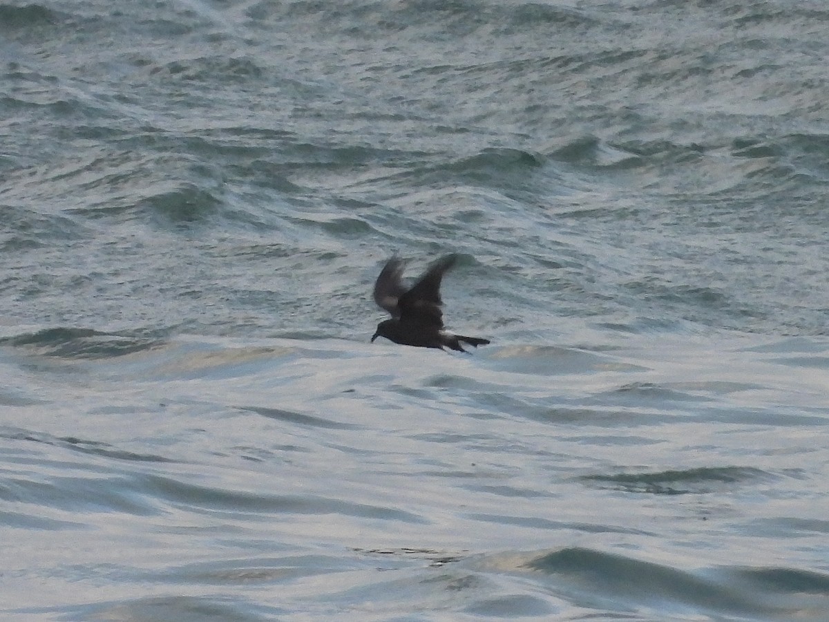 Leach's Storm-Petrel - ML629857978