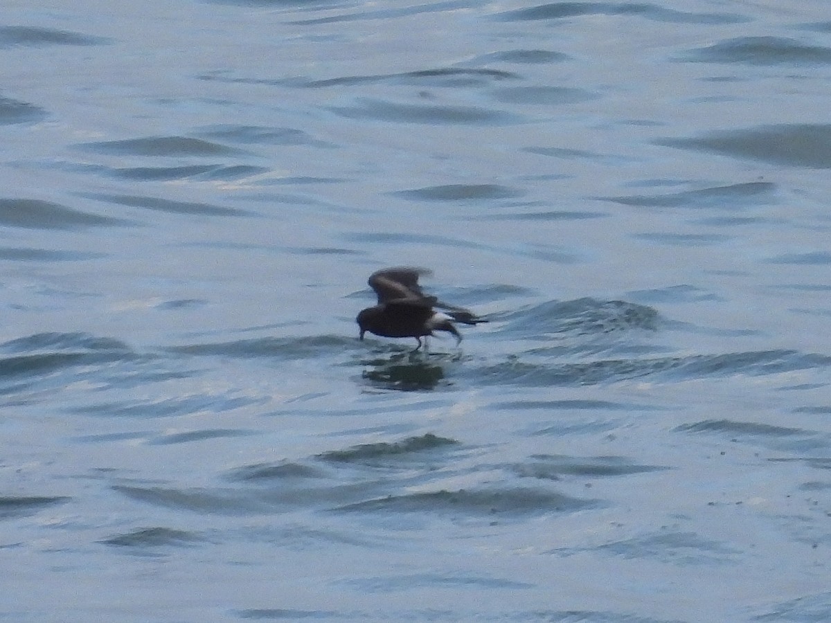 Leach's Storm-Petrel - ML629857979