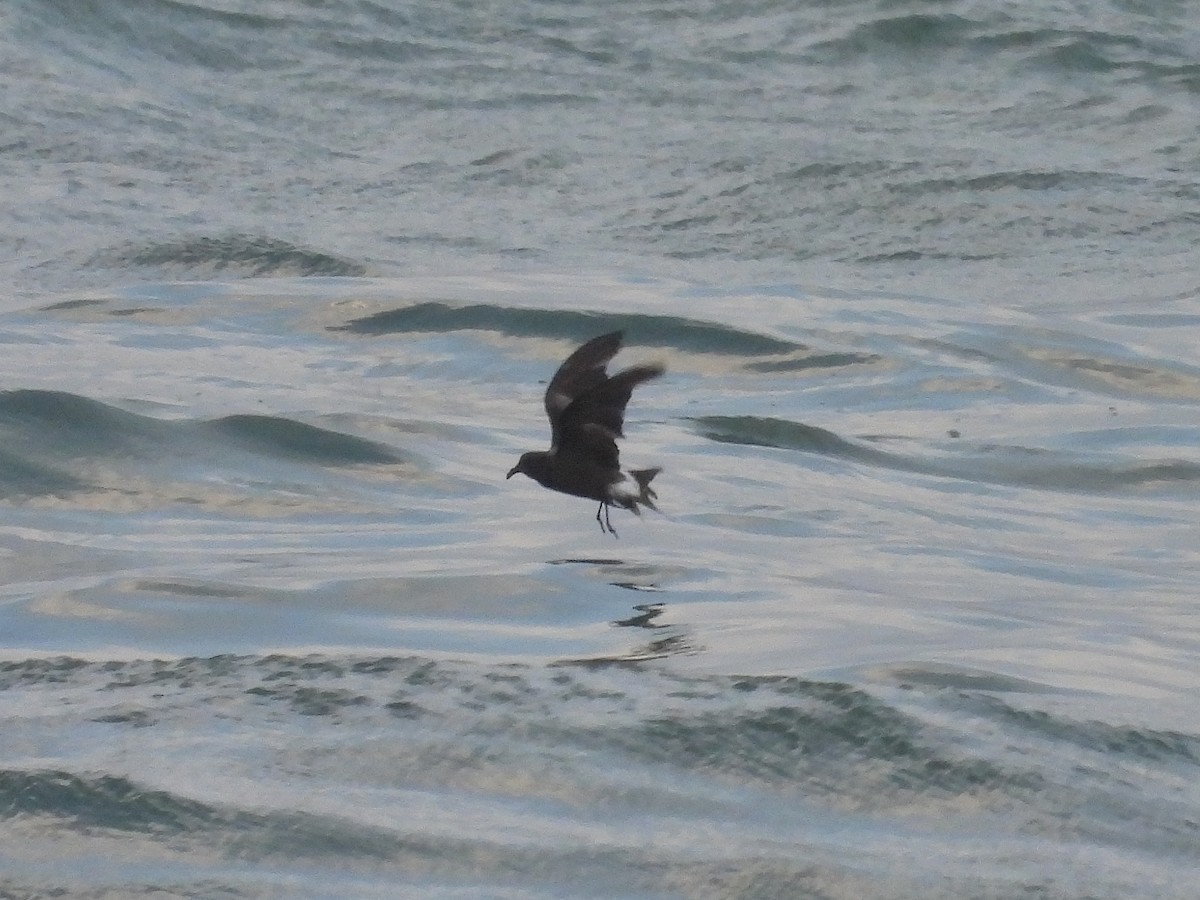 Leach's Storm-Petrel - ML629857980