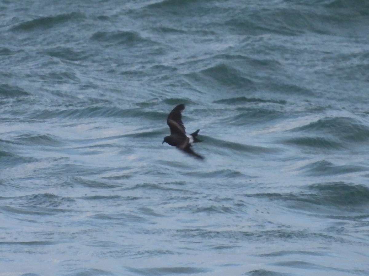 Leach's Storm-Petrel - ML629857981