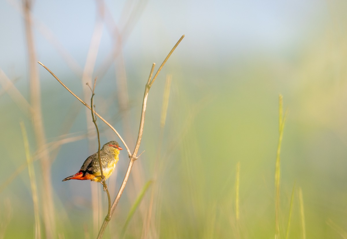 Zebra Waxbill - ML629858040