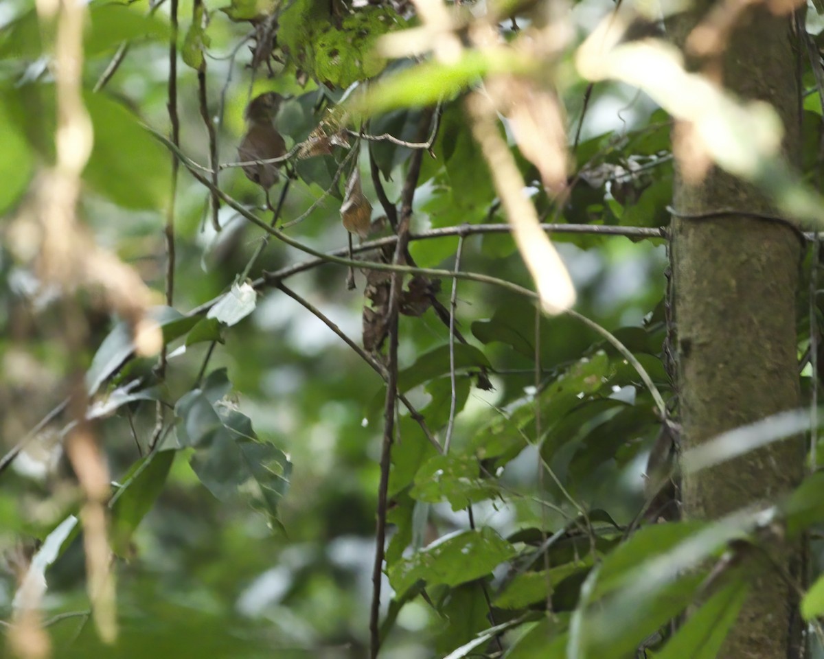 Pale-breasted Illadopsis - ML629858122