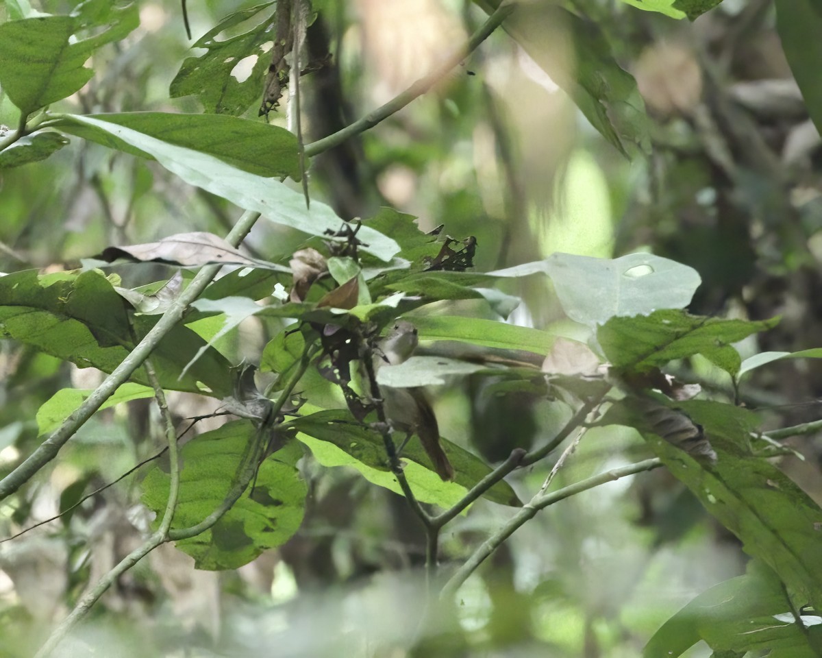 Pale-breasted Illadopsis - ML629858123