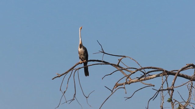 anhinga indomalajská - ML629858159