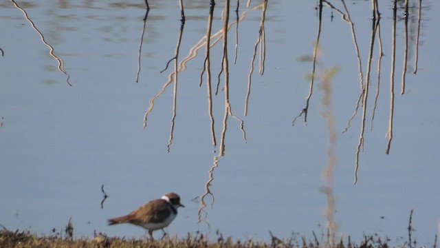 kulík říční - ML629858278