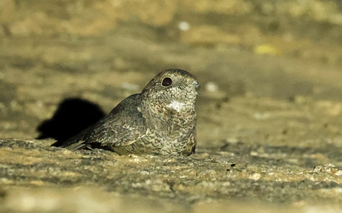 Freckled Nightjar - ML629858449