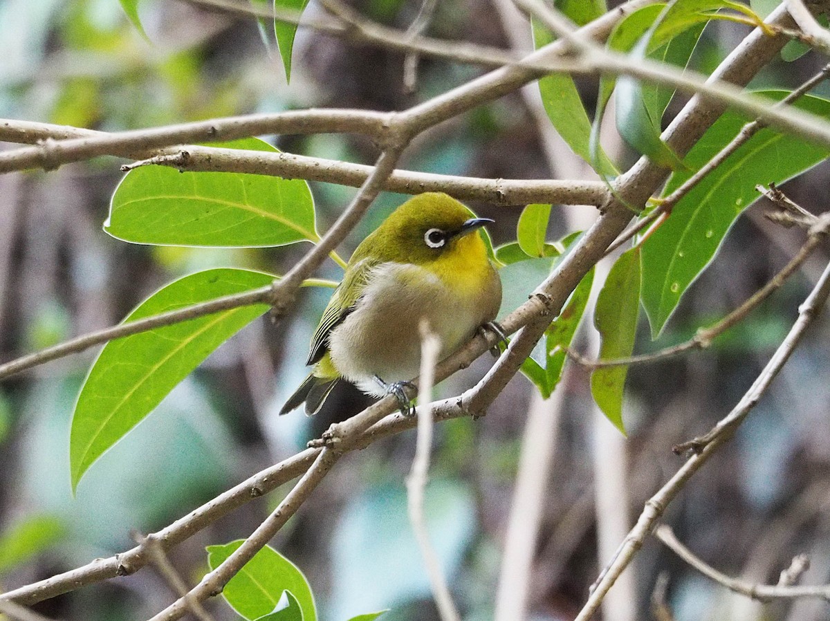 Warbling White-eye - ML629858470