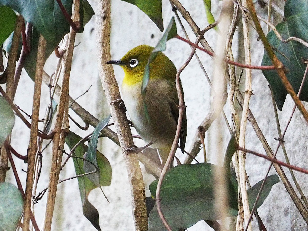 Warbling White-eye - ML629858471