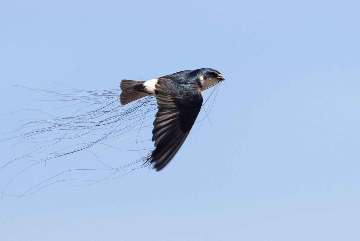 White-rumped Swallow - ML629858547