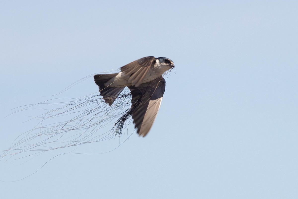 White-rumped Swallow - ML629858548
