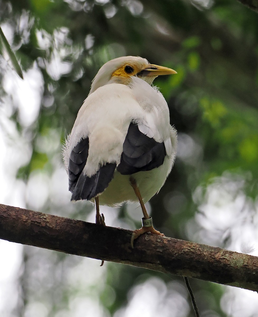 Black-winged Myna - ML629858709