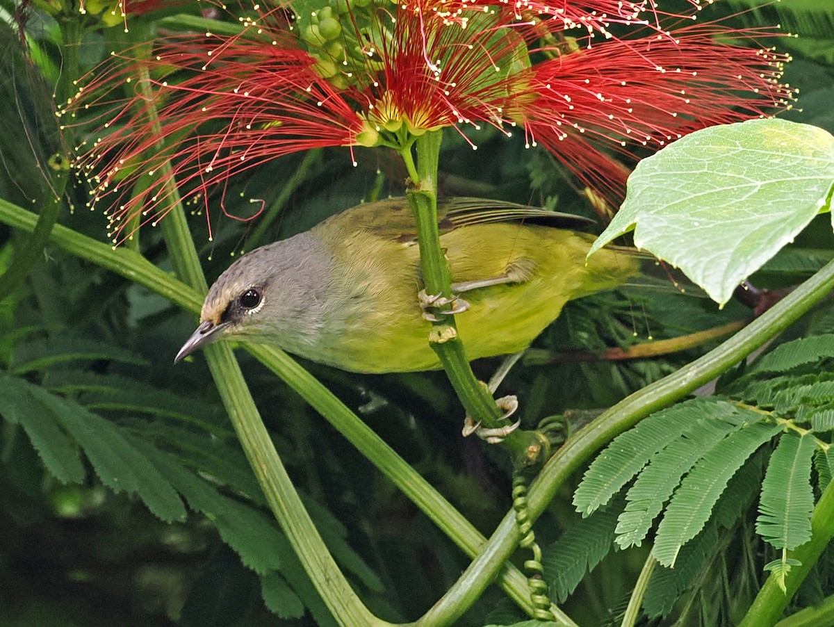 Javabrillenvogel - ML629858776