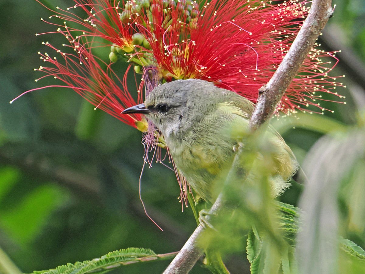 Javabrillenvogel - ML629858777