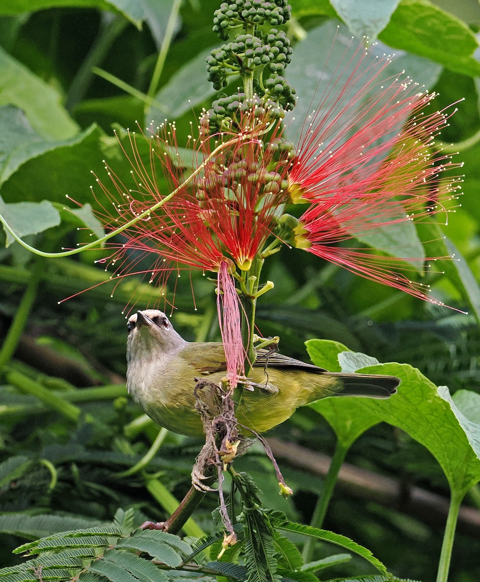 Javabrillenvogel - ML629858778