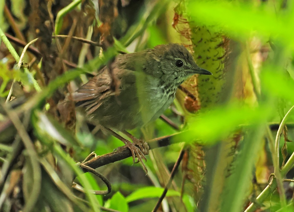 Javan Bush Warbler (Javan) - ML629858899